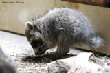 Young Raccoons exploring
