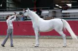 Princess Touch W (Yllan El Jamaal x Donna Touch LV - AF Don Giovani)