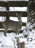 Deer in the Winterforest
