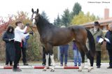 O Malley (Letter Of Marque x Oracle - Gribaldi)