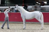Princess Touch W (Yllan El Jamaal x Donna Touch LV - AF Don Giovani)