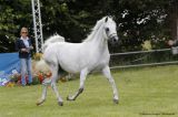EK Nathice (WH Justice x Donna Nathy HRT - Don El Chall)
