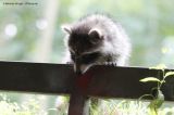 Young Raccoons exploring
