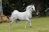 EK Nathice (WH Justice x Donna Nathy HRT - Don El Chall)